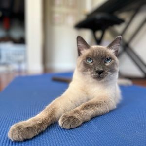 Meet your Posher, Alexa